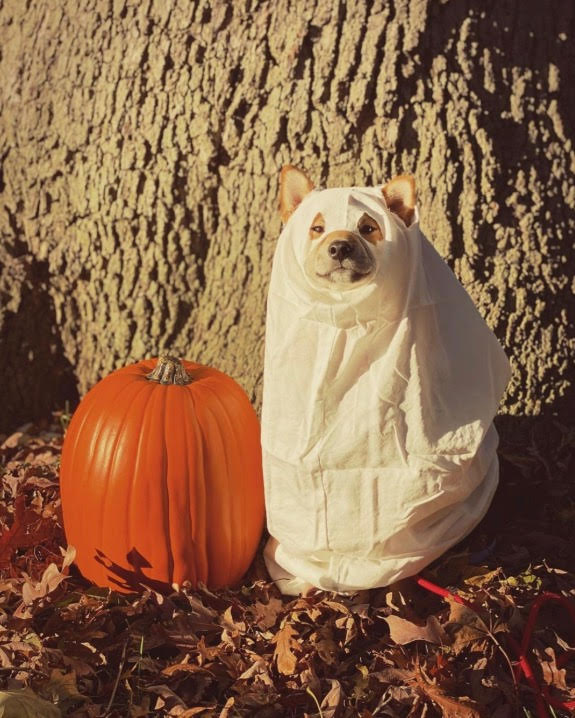 dog in a ghost costume next to pumpkin