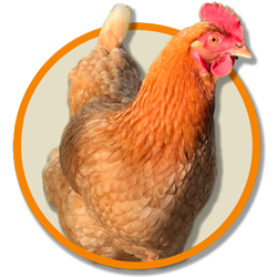 Chicken Icon