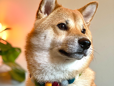 Mochi the dog